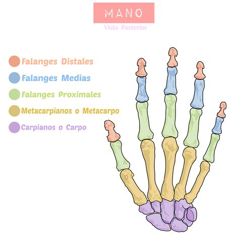 Falanges de la mano | Anatomía, Anatomía médica, Anatomia y fisiologia humana