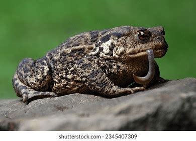 Image result for Toad Eating