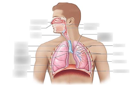 Image result for Respiratory System Composition