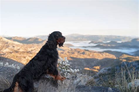 Gordon Setter – GoofyTails