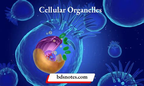 Cellular Organelles - BDS Notes