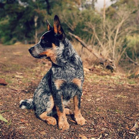 Instagram | Blue heeler dogs, Heeler puppies, Cattle dog