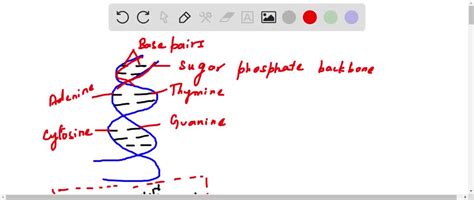 DNA Label 的图像结果