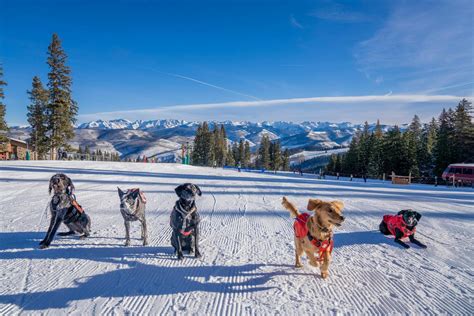Meet the Avalanche Dogs: Ski Patrol's Best Friends | To The Mountains ...