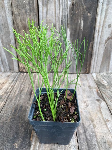 Whisk Fern , Psilotum Nudum , Ancient Fern - Etsy