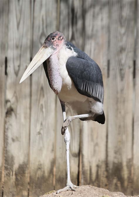 Pictures and information on Marabou Stork