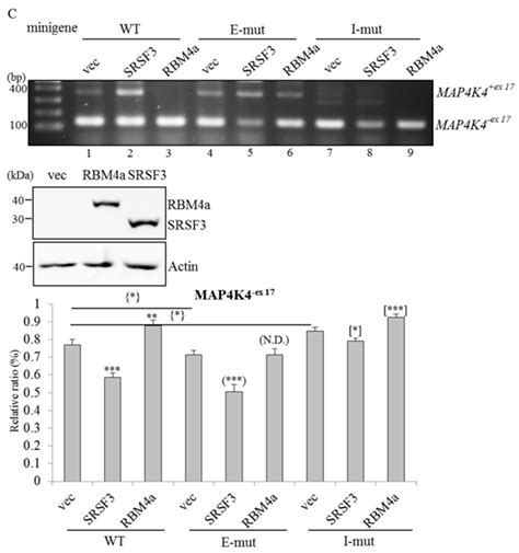 RBM4a-SRSF3-MAP4K4 Splicing Cascade Constitutes a Molecular Mechanism ...