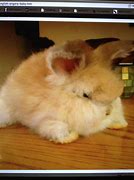 Image result for Cutest Bunny Alive