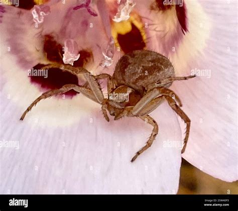 Ground Crab Spiders (Xysticus), Arachnida, Fort Ord National Monument ...