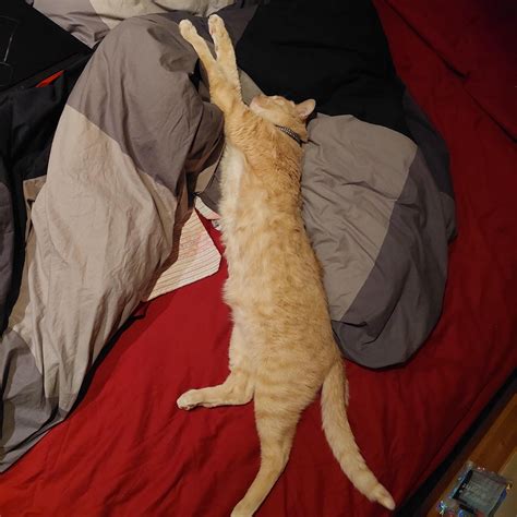 Toby's weird sleeping positions : r/OneOrangeBraincell