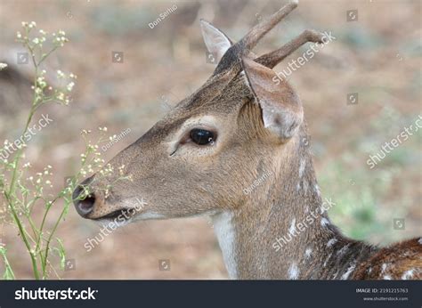 235 Wildlife Sanctuary Goa Images, Stock Photos, 3D objects, & Vectors ...