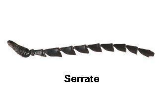 Structure and modifications of insect antennae