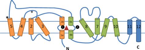 Slc46 Structure 的图像结果