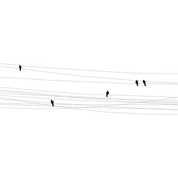 Birds on wires white background | Premium Vector