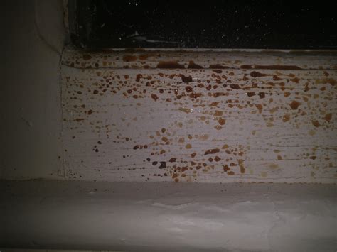 Brown liquid leaking from old wooden window : r/whatisthisthing