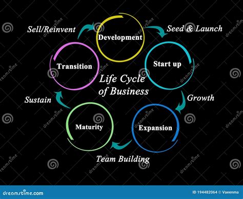 Stages of Life Cycle of Business Stock Illustration - Illustration of ...
