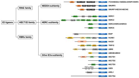 The Role of HECT-Type E3 Ligase in the Development of Cardiac Disease