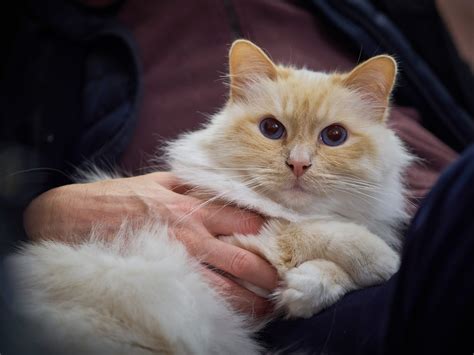 10 Most Affectionate Cat Breeds: Felines That Love to Cuddle - Doggodigest