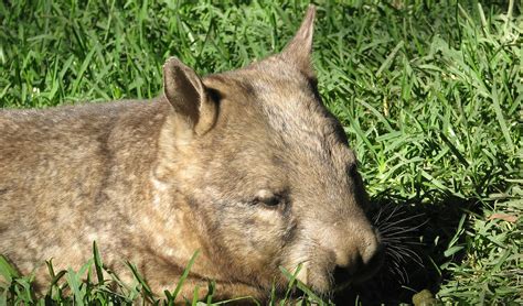 Northern hairy-nosed wombat facts, distribution & population | BioDB