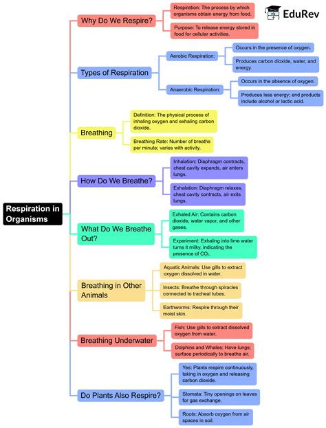 Mind Map: Respiration in Organisms - Science Class 7 (Old NCERT) PDF ...