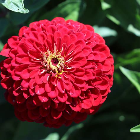 Zinnia Flower Description at Jeremy Shockley blog