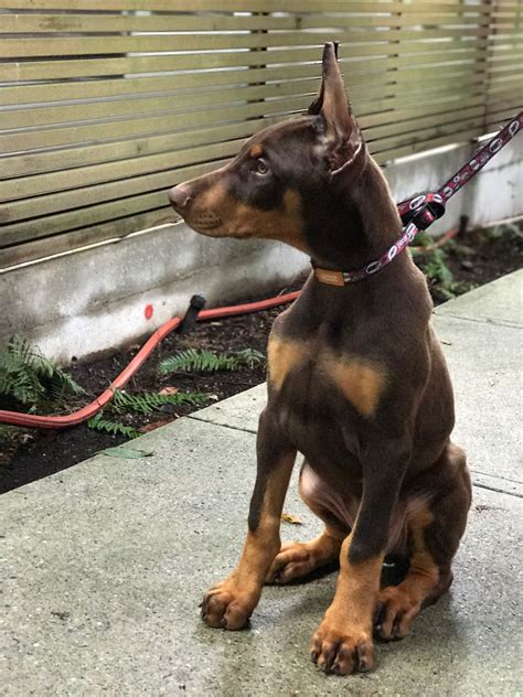 Are Doberman Feet Webbed