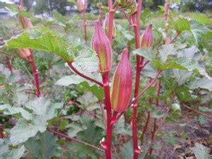 Cera Wares Lady Finger Seed Price in India - Buy Cera Wares Lady Finger ...