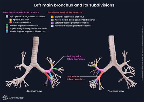 Anatomy Of Bronchus