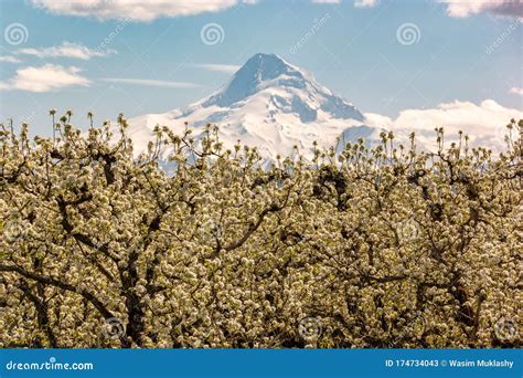 Blossoms in Hood River Fruit Loop Oregon Stock Image - Image of mount ...