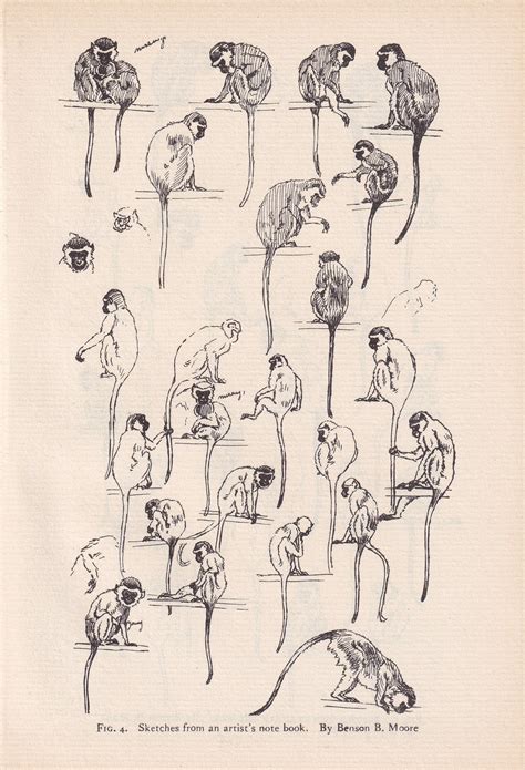 1934 MONKEYS ANIMAL SKETCHES Print - Original Vintage Print - Animal Wall Art - Monkey Wall Art ...