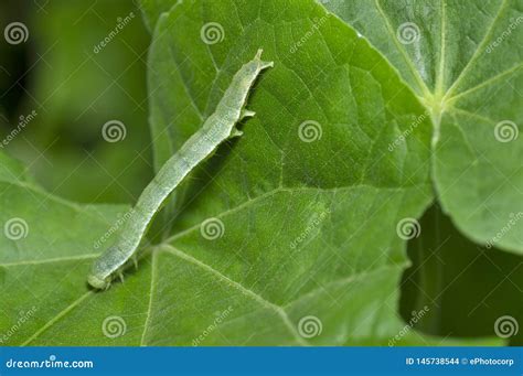 Cabbage Looper Caterpillar Close Up Near Pune, Maharashtra, India Stock ...
