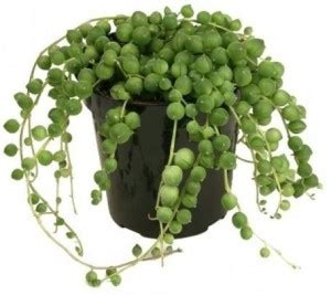 DUTTA NURSERY & EXTERIOR Succulents Plant Price in India - Buy DUTTA ...