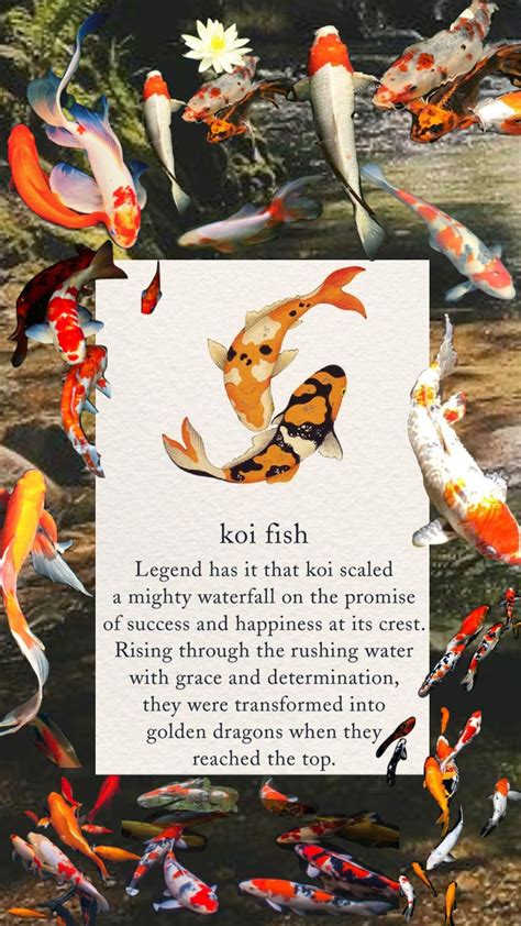 Koi Fish Quotes