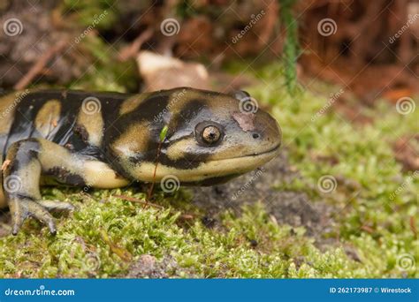 Closeup Shot of Barred Tiger Salamander, Ambystoma Mavortium Stock ...