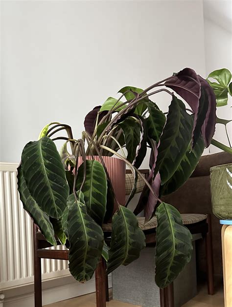 One day she is perfect and the next day… 😭 : r/calatheas