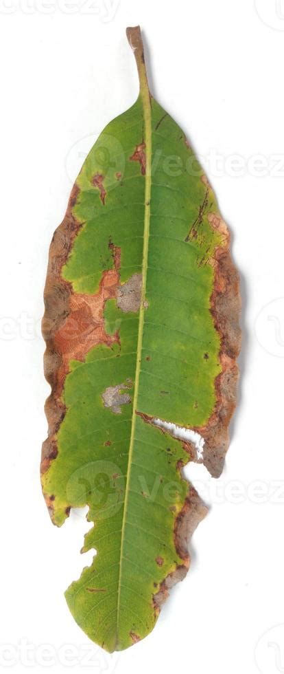 Image result for Mango Leaf Problems