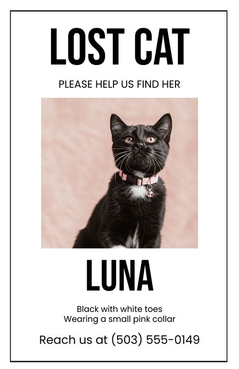 Free Printable Lost Cat Poster with Frame Template to Edit Online