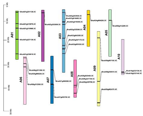 HSP70 Gene Family in Brassica rapa: Genome-Wide Identification ...