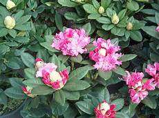 rododendro in vaso piante da vaso rhododendron rododendro azalea rododendro in vaso piante da vaso rhododendron rododendro azalea