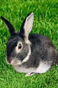 Image result for Easter Bunnies Black and White