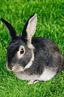 Image result for Cute Anime Rabbit Black and White