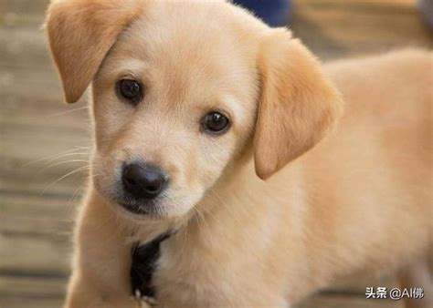 想給狗狗起個英文名？2020年最流行的狗狗名字排行榜來啦 - 每日頭條