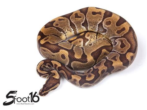 Image result for Enchi Static Ball Python