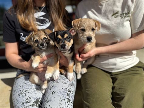 Mercedes-Benz of Asheville Adoption Event, 649 New Airport Rd, Fletcher ...