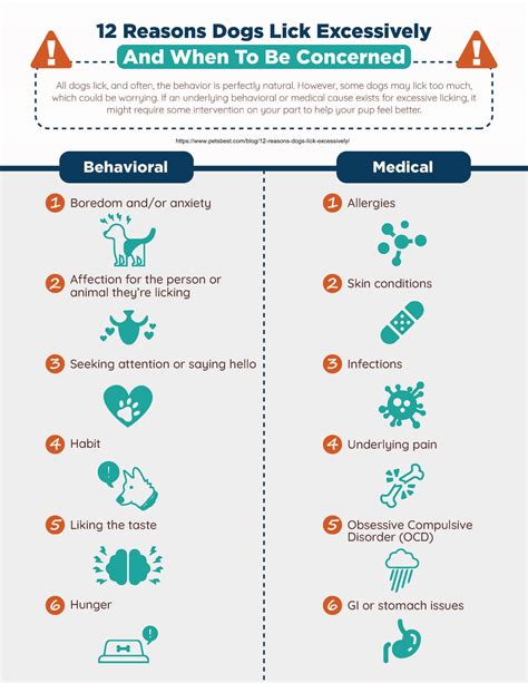 12 Reasons Dogs Lick Excessively and When to be Concerned