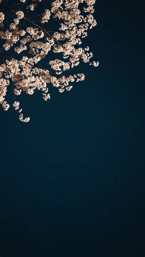 Download wallpaper 2160x3840 sakura, branches, flowers, minimalism ...