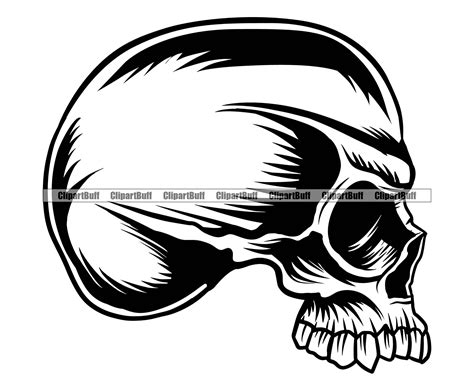 Skull Side Profile Drawing