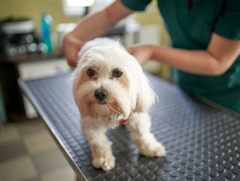 Clindamycin for Dogs: Uses, Dosage, & Side Effects