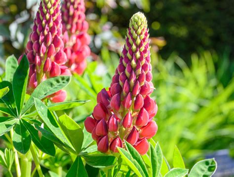 8 Longest Blooming Perennial Flowers You Need In Your Garden - Backyard ...
