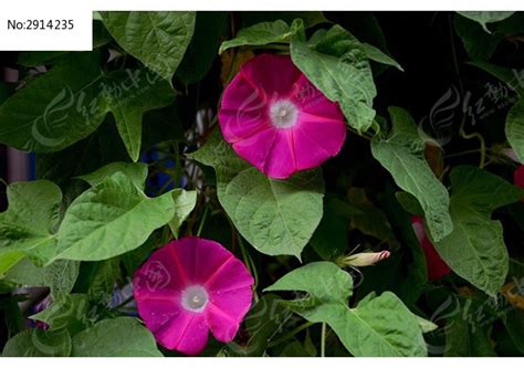 紫色喇叭花,其它植物,植物花草,摄影,汇图网www.huitu.com